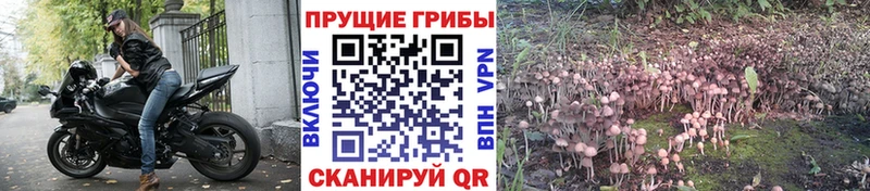 Галлюциногенные грибы GOLDEN TEACHER  Грайворон 